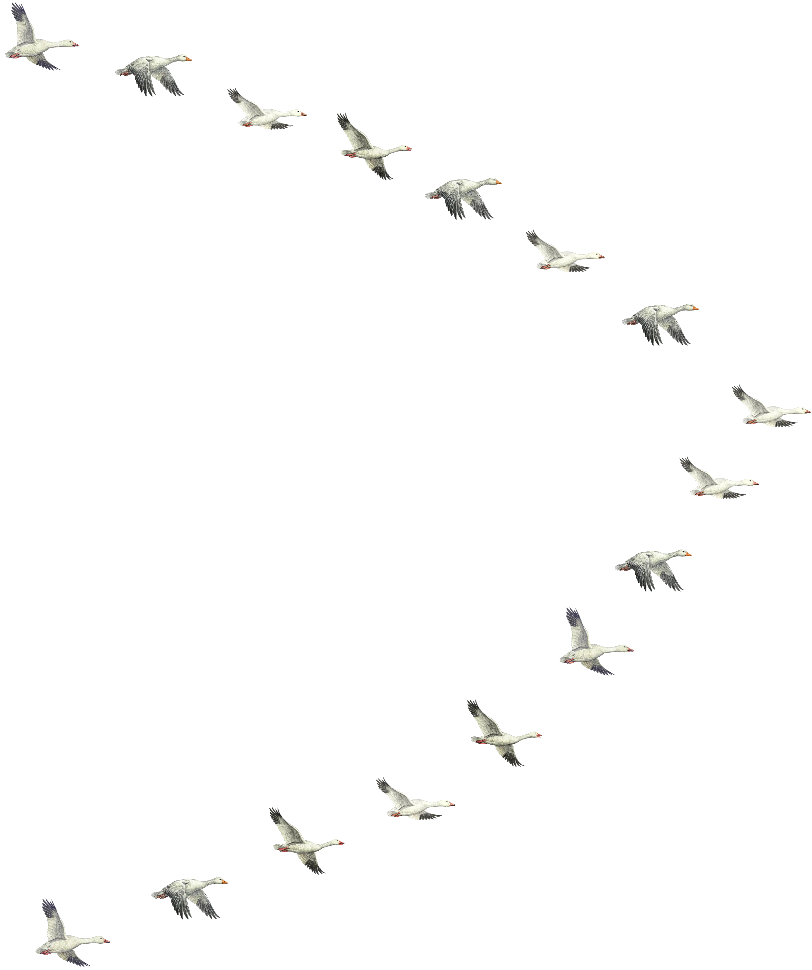 birds illustration